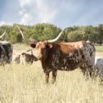 Texas Senate Passes Legislation Banning ‘Hostile Foreign Nations’ From Buying Farmland